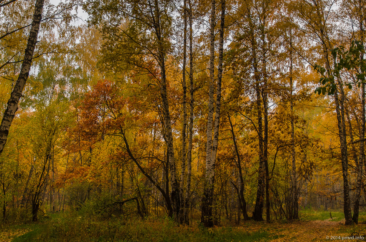 Подушкинский лес. Мамоново
